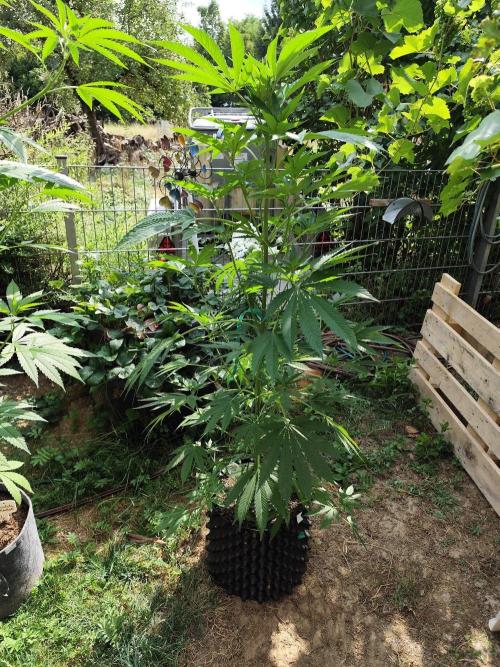 Greenhouse Summer Outdoor Grow 2026. Week 13