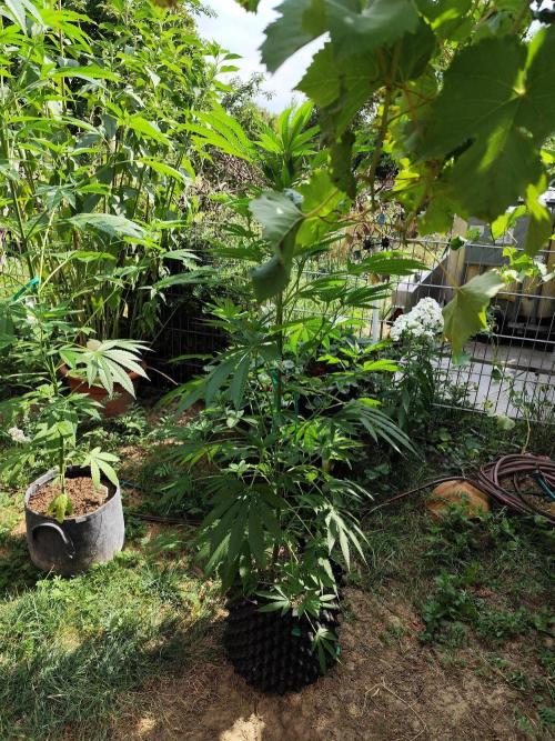 Greenhouse Summer Outdoor Grow 2026. Week 13 - Purple Lemonade FF