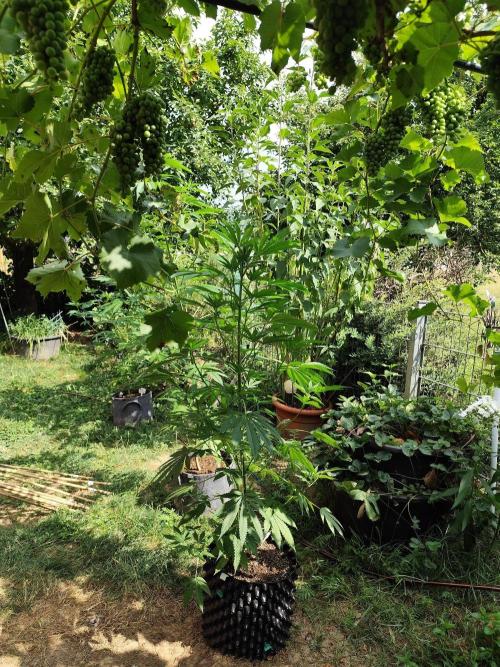 Greenhouse Summer Outdoor Grow 2026. Week 13