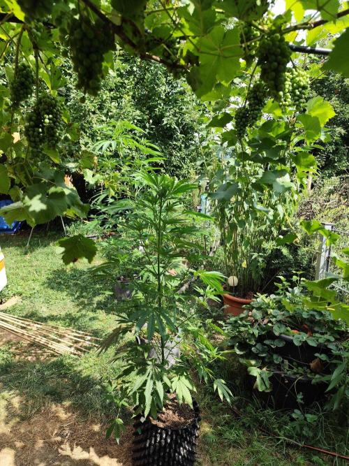 Greenhouse Summer Outdoor Grow 2026. Week 13