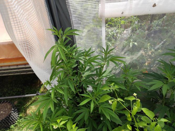 Greenhouse Summer Outdoor Grow 2026. Week 13 - Blueberry