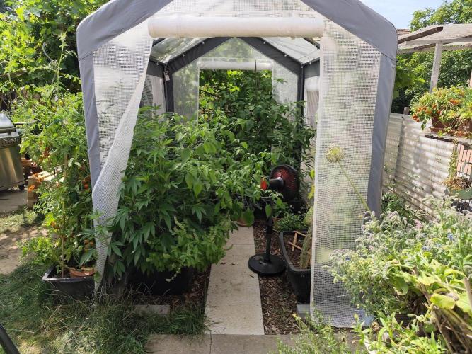 Greenhouse Summer Outdoor Grow 2026. Week 13