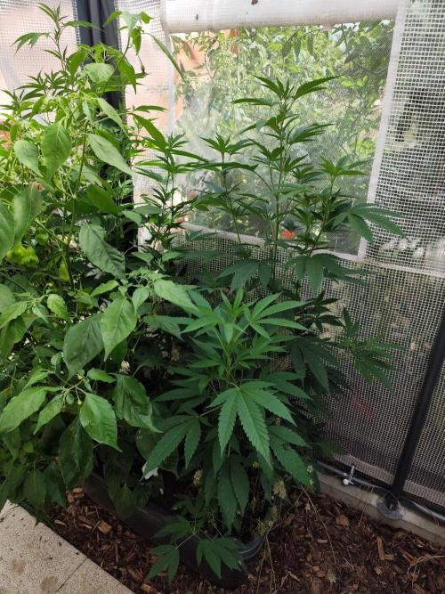 Greenhouse Summer Outdoor Grow 2026. Week 13 - Runtz