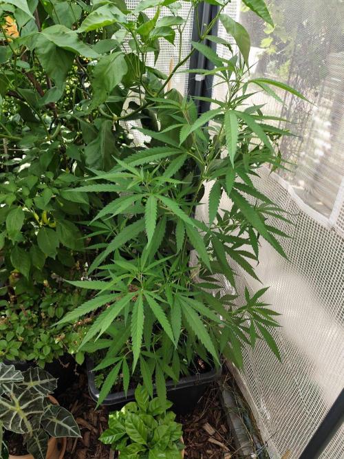 Greenhouse Summer Outdoor Grow 2026. Week 13 - Super Lemon Haze