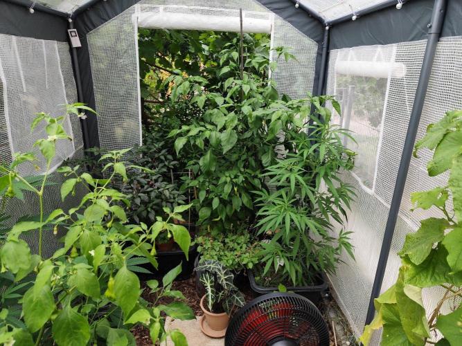 Greenhouse Summer Outdoor Grow 2026. Week 13
