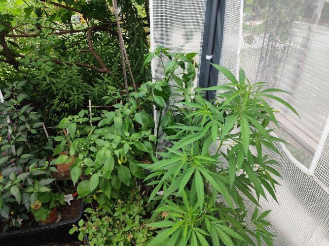 Greenhouse Summer Outdoor Grow 2026. Week 13