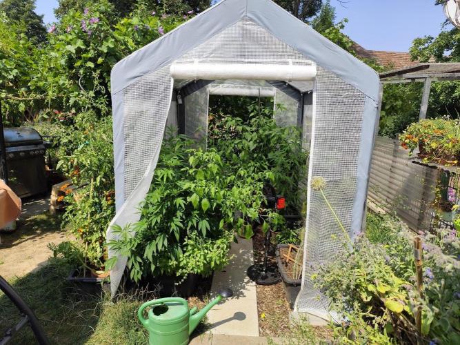Greenhouse Summer Outdoor Grow 2026. Week 13 - Tag 96