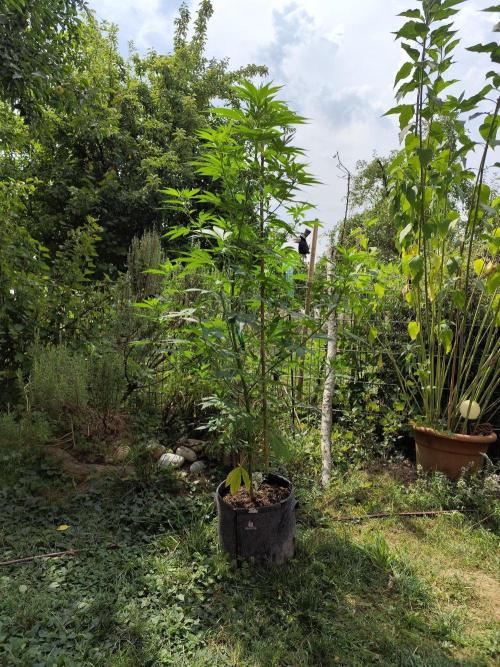 Greenhouse Summer Outdoor Grow 2026. Week 14 - Mimosa x Orange Punch fem. von Barney's Farm