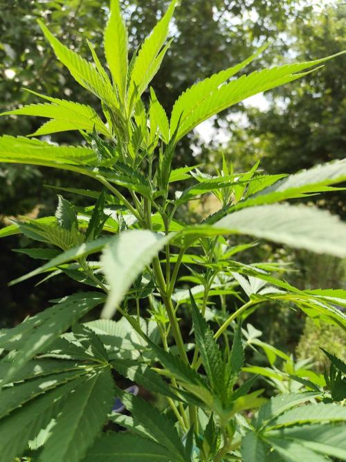 Greenhouse Summer Outdoor Grow 2026. Week 14