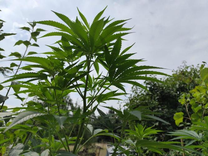 Greenhouse Summer Outdoor Grow 2026. Week 14