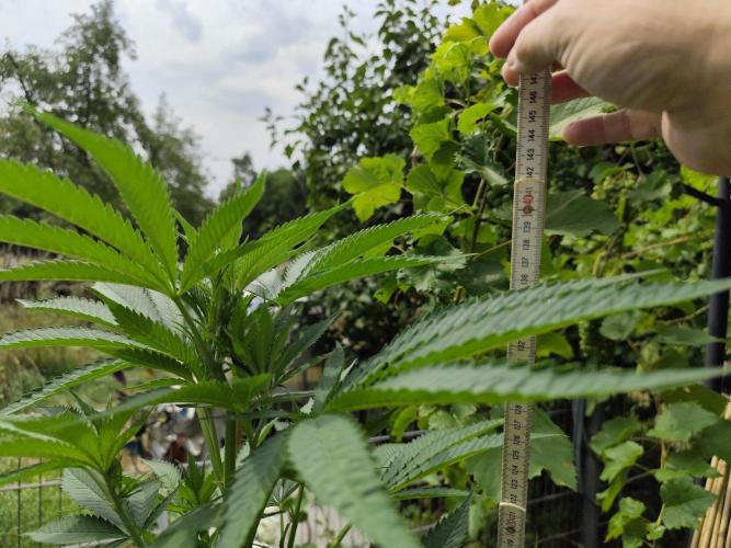 Greenhouse Summer Outdoor Grow 2026. Week 14