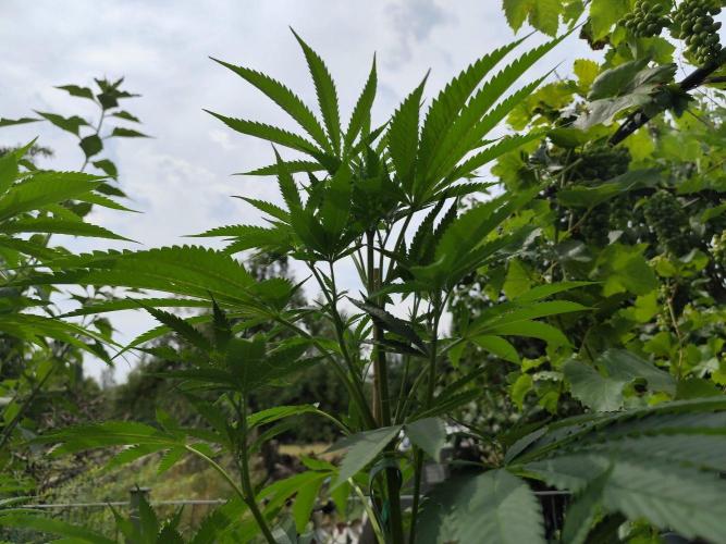 Greenhouse Summer Outdoor Grow 2026. Week 14