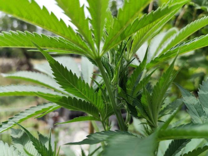 Greenhouse Summer Outdoor Grow 2026. Week 14