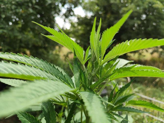 Greenhouse Summer Outdoor Grow 2026. Week 14