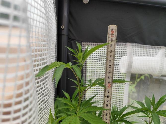 Greenhouse Summer Outdoor Grow 2026. Week 14