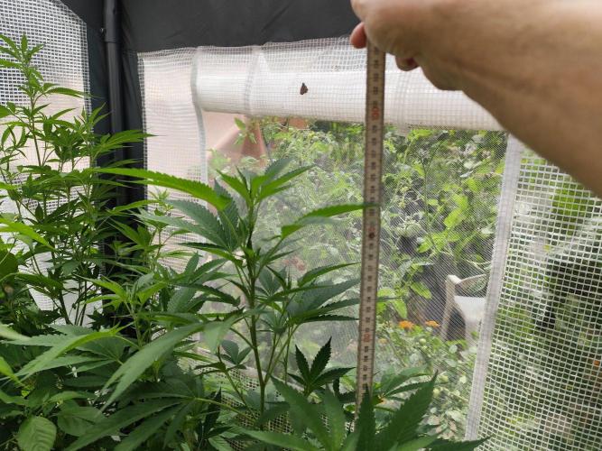 Greenhouse Summer Outdoor Grow 2026. Week 14