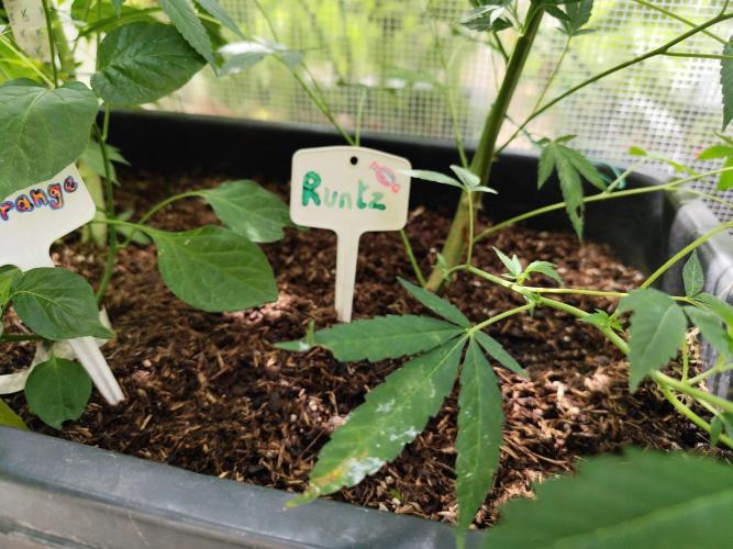 Greenhouse Summer Outdoor Grow 2026. Week 14