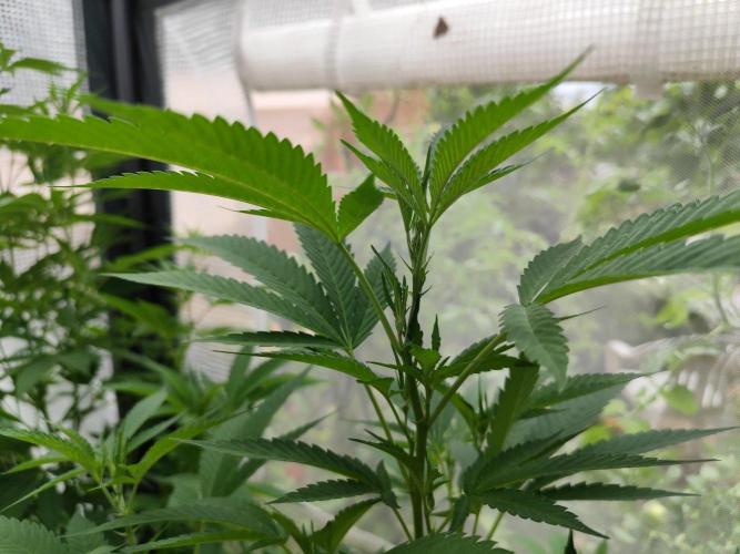 Greenhouse Summer Outdoor Grow 2026. Week 14