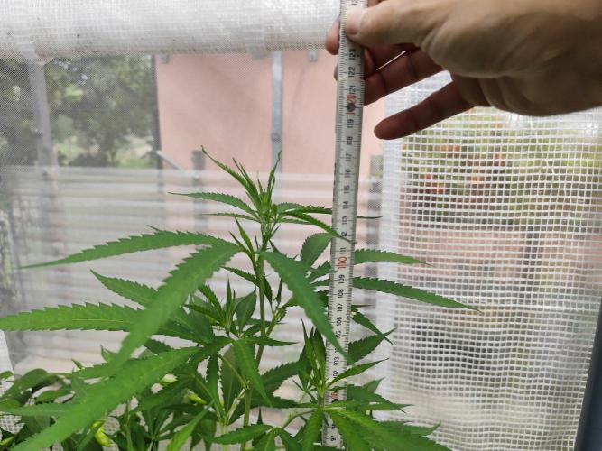 Greenhouse Summer Outdoor Grow 2026. Week 14