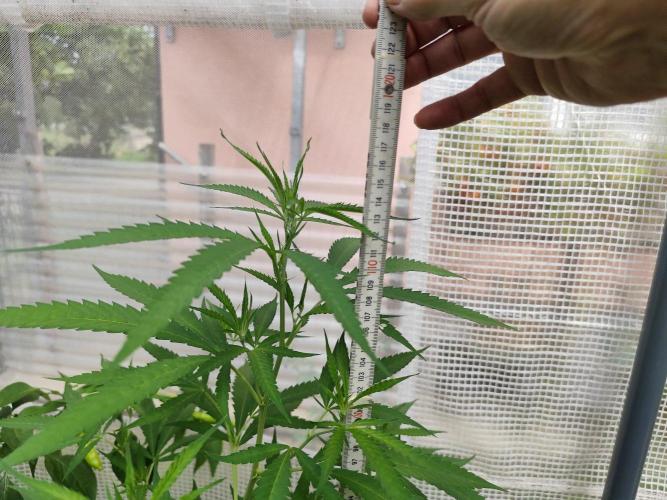 Greenhouse Summer Outdoor Grow 2026. Week 14