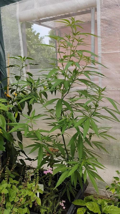 Greenhouse Summer Outdoor Grow 2026