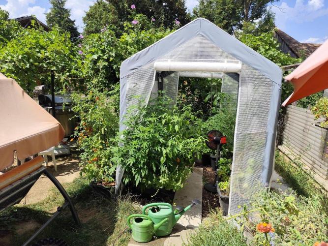 Greenhouse Summer Outdoor Grow 2026. Week 15 - Tag 106
