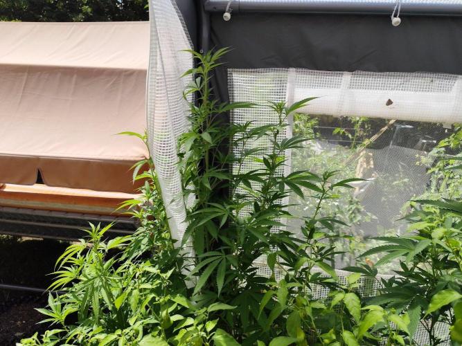 Greenhouse Summer Outdoor Grow 2026. Week 15