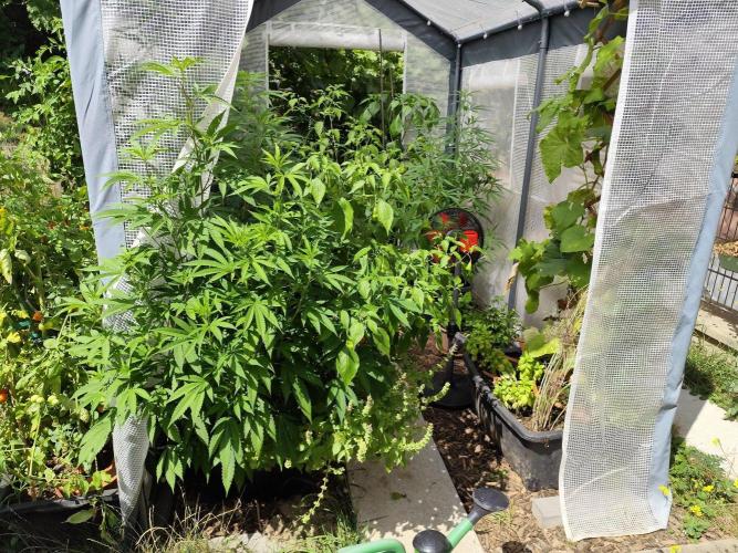 Greenhouse Summer Outdoor Grow 2026. Week 15 - Blueberry Cut von Hanfgarten