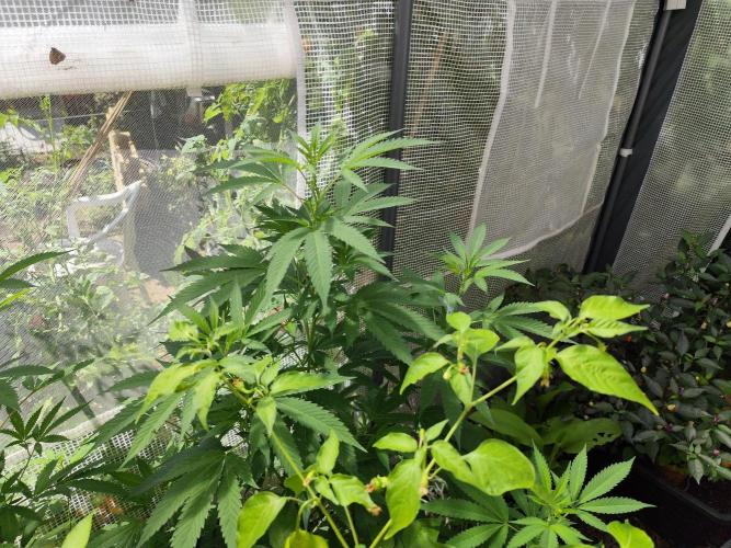 Greenhouse Summer Outdoor Grow 2026. Week 15 - Runtz Cut von Hanfgarten