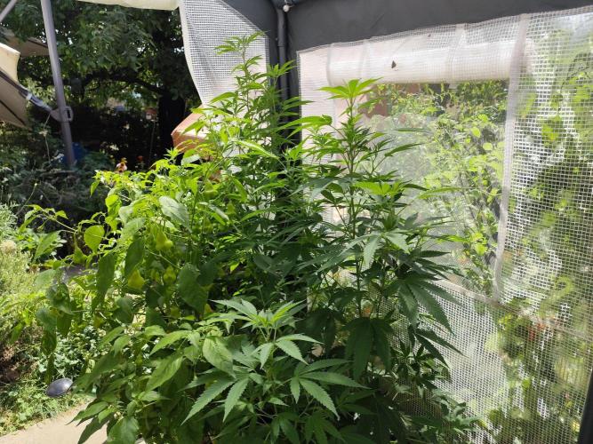 Greenhouse Summer Outdoor Grow 2026. Week 15