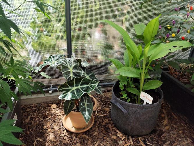 Greenhouse Summer Outdoor Grow 2026. Week 15 - Elefantenohr und Kurkuma