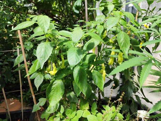 Greenhouse Summer Outdoor Grow 2026. Week 15 - Shishito