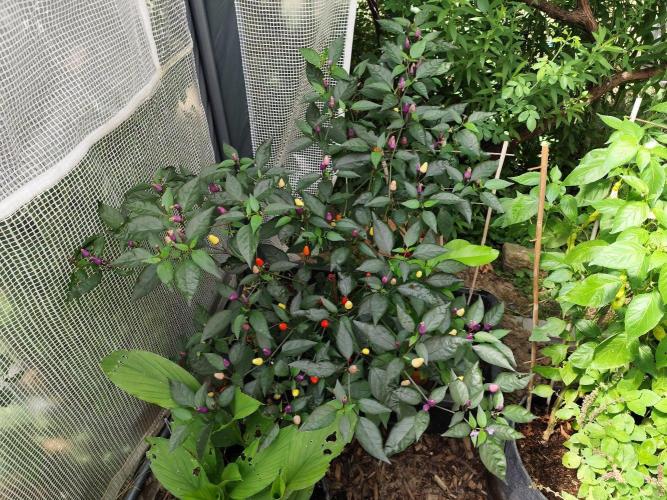 Greenhouse Summer Outdoor Grow 2026. Week 15 - Lila Luzi