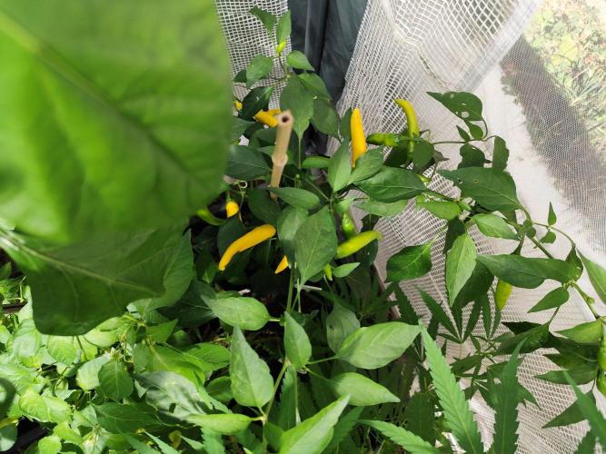 Greenhouse Summer Outdoor Grow 2026. Week 15 - Sarit Gat