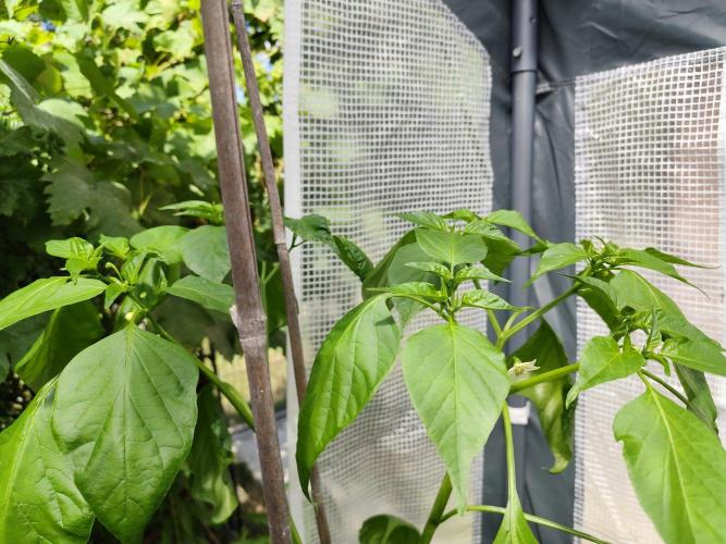 Greenhouse Summer Outdoor Grow 2026. Week 15 - Aji Armarillo