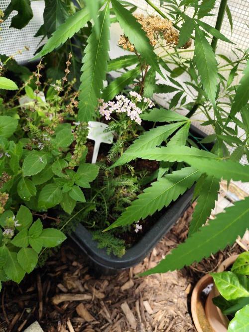 Greenhouse Summer Outdoor Grow 2026. Week 15 - Schafgarbe