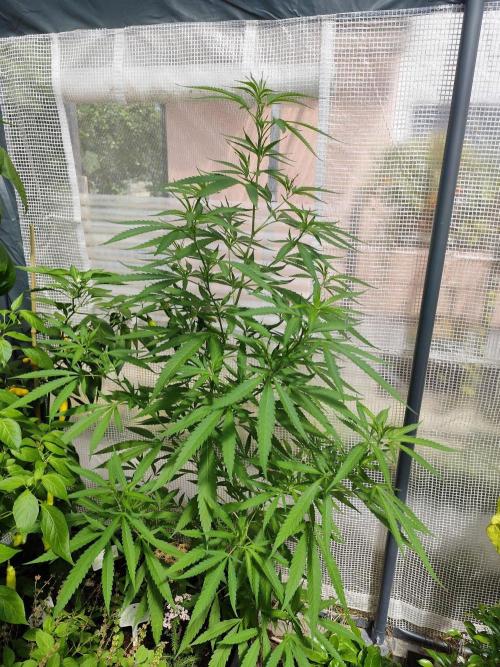 Greenhouse Summer Outdoor Grow 2026. Week 15 - Super Lemon Haze Cut von Hanfgarten