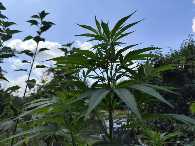 Greenhouse Summer Outdoor Grow 2026. Week 15