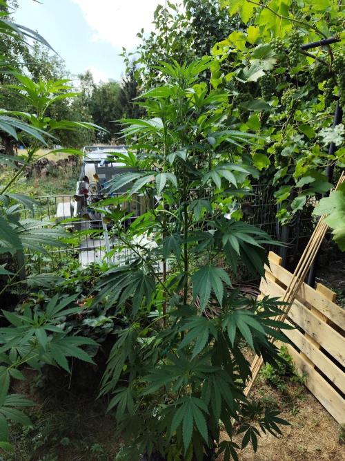 Greenhouse Summer Outdoor Grow 2026. Week 15 - Purple Lemonade FF von FastBuds