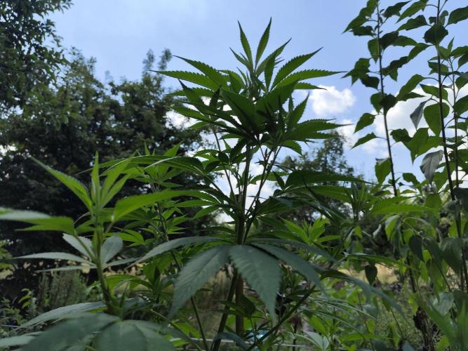 Greenhouse Summer Outdoor Grow 2026. Week 15