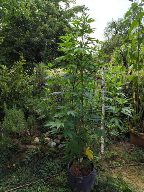 Greenhouse Summer Outdoor Grow 2026. Week 15 - Mimosa x Orange Punch fem. von Barney's Farm