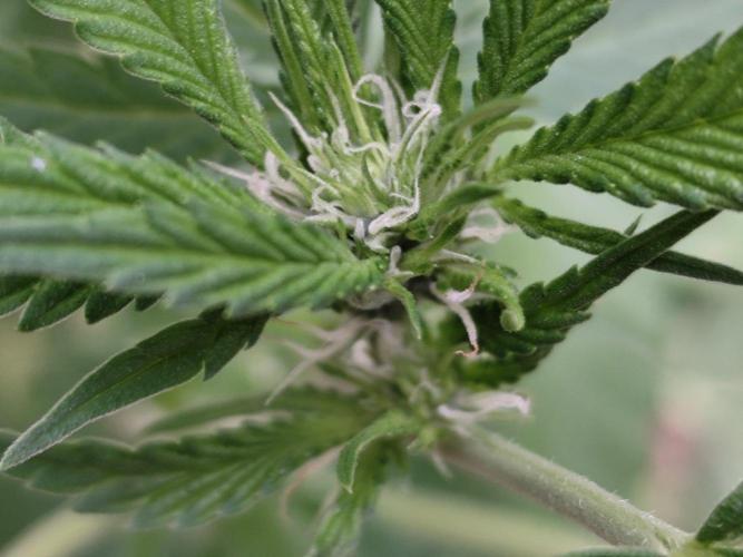 Greenhouse Summer Outdoor Grow 2026. Week 15