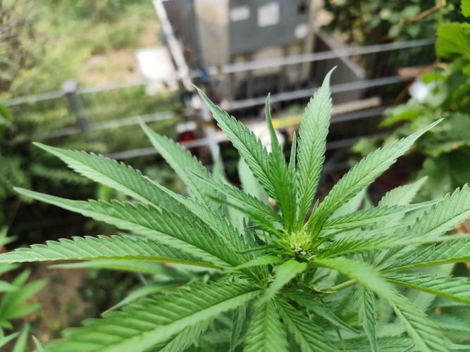 Greenhouse Summer Outdoor Grow 2026. Week 15 - Tag 110 Blütebeginn Purple Lemonade FF von FastBuds