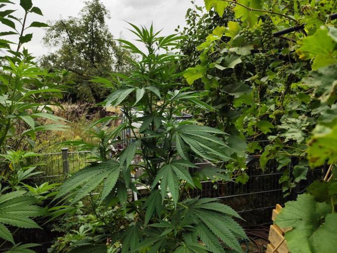 Greenhouse Summer Outdoor Grow 2026. Week 15
