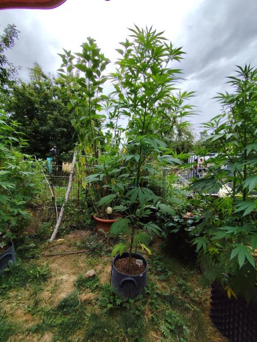 Greenhouse Summer Outdoor Grow 2026. Week 15 - Chocolat Sherbet fem. von Grower's Choice