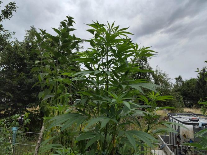 Greenhouse Summer Outdoor Grow 2026. Week 15
