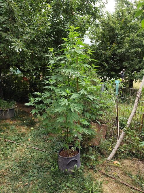 Greenhouse Summer Outdoor Grow 2026. Week 15 - Mimosa x Orange Punch fem. von Barney's Farm