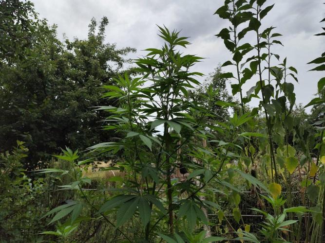 Greenhouse Summer Outdoor Grow 2026. Week 15