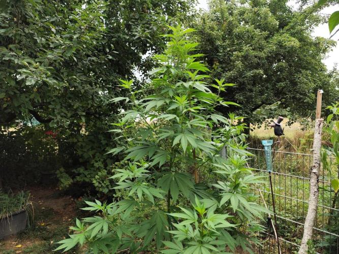 Greenhouse Summer Outdoor Grow 2026. Week 15