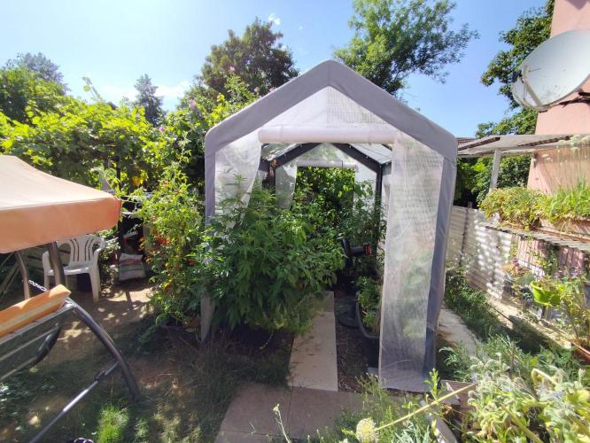 Greenhouse Summer Outdoor Grow 2026. Week 15